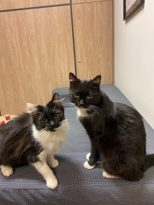 piekary-slaskie-koty-urzad-miasta-1.jpg (430.84 KiB) Przejrzano 274 razy piekary-slaskie-koty-urzad-miasta-1.jpg